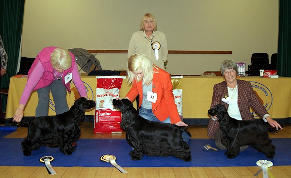 Best In Show Nov 2012