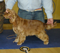 Best Minor Puppy In Show