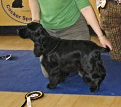 Best Puppy In Show 2008