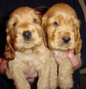 Gold Puppies