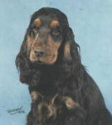 Liver/Chocolate & Tan