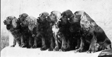 Dogs At Stud