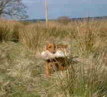 Bowbrook Golden Sparkler